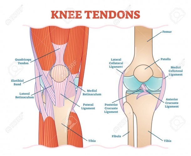 Knee Tendons Medical Vector Illustration Scheme, Anatomical