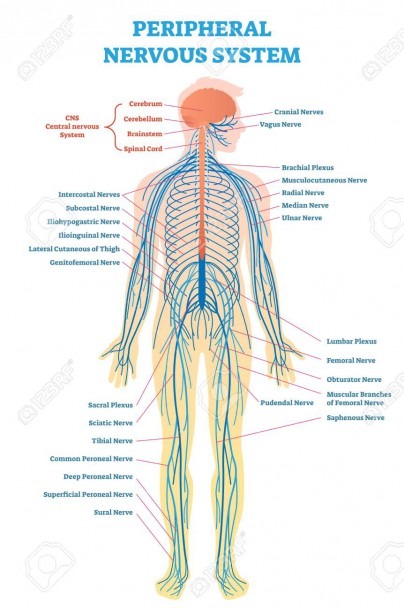 Peripheral Nervous System, Medical Vector Illustration Diagram
