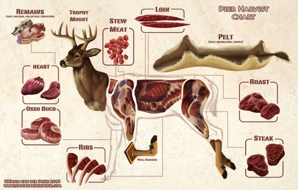 meat-diagram-of-a-deer