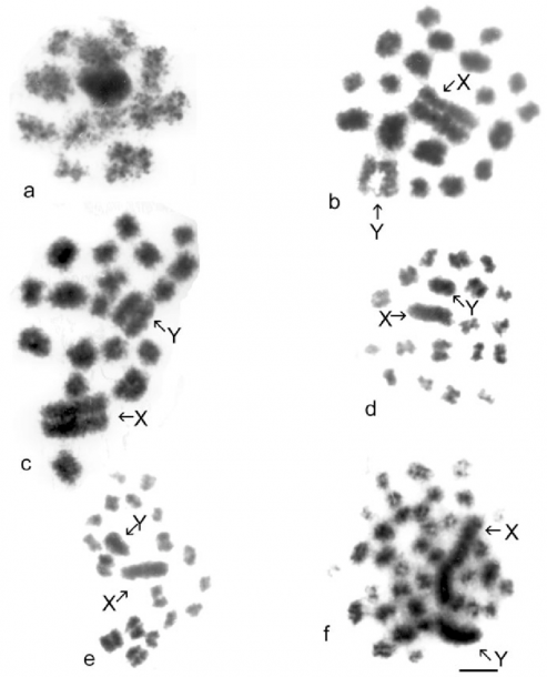 Diagram Of Prophase 1 Biology Diagrams