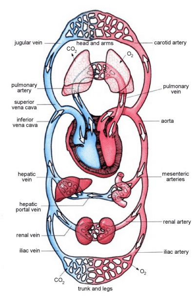 3  A Schematic Overview Of The Cardiovascular System With The