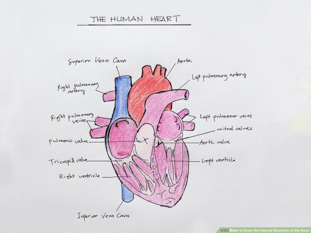 Internal Heart Diagram