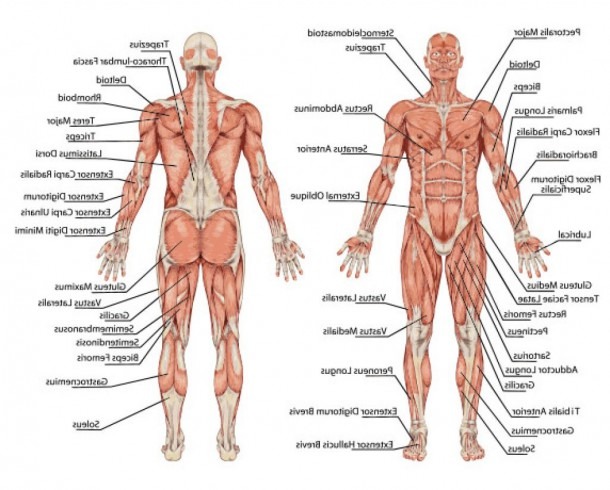 Anatomical Position Muscles And Human Anatomy  Human Body Anatomy