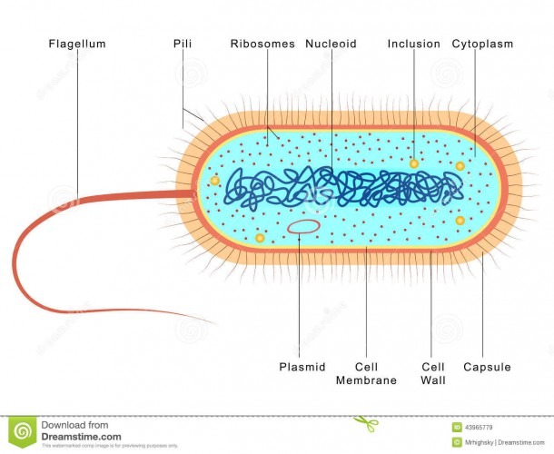 Labelled Diagram Of Bacteria