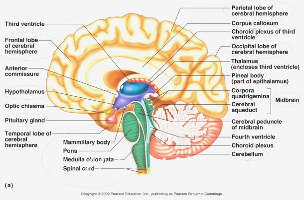 Anatomy Brain Labeling Game Anterior Commissure Gallery Human