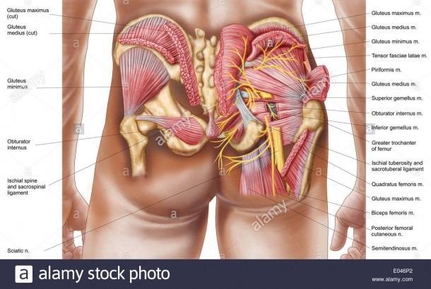 Anatomy Of Human Buttocks Stock Photos & Anatomy Of Human Buttocks