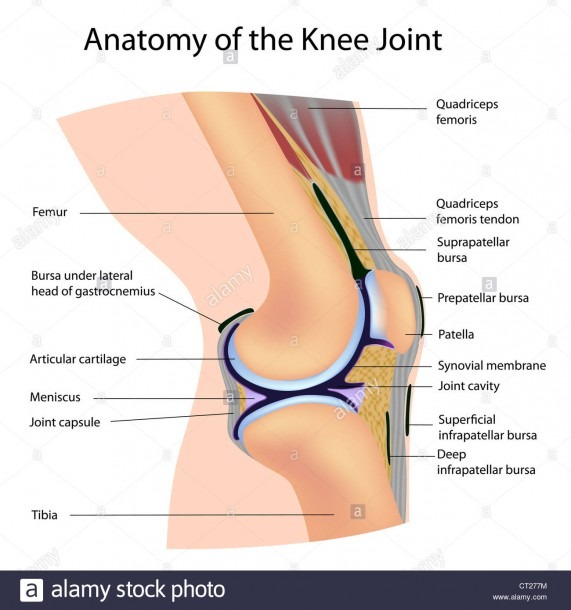 Anatomy Of The Knee Joint, Labeled Stock Photo  49222088