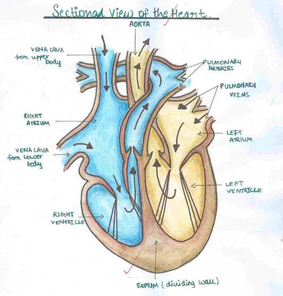 Anatomy