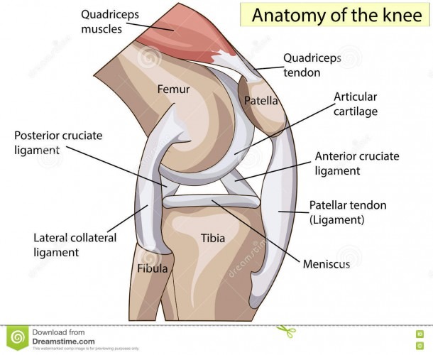 Anatomy  Structure Knee Joint Vector Stock Vector