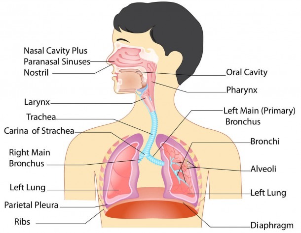 Respitory System  Respiratory System Parts  Anatomy The