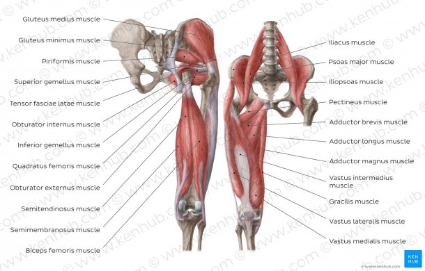 Anterior Hip Muscles And Diagram   Pictures  Muscles Of The Hip
