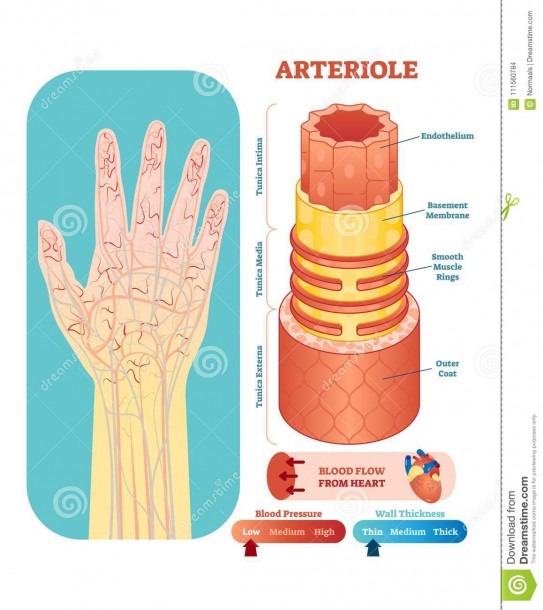 Arteriole Anatomical Vector Illustration Cross Section