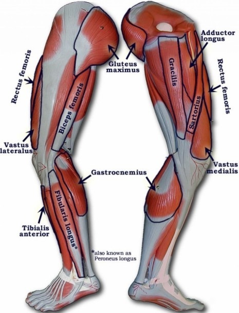 Back Thigh Muscle Name