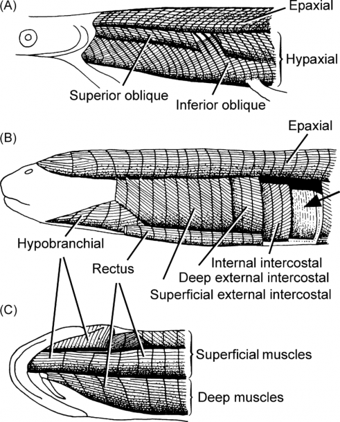 Body Wall Muscles In The Basal Bony Fish Lepisosteus (a) And The