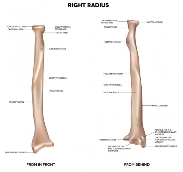 Tibia And Fibula Diagram