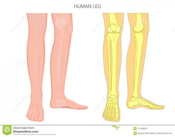 Legs Bones Diagram