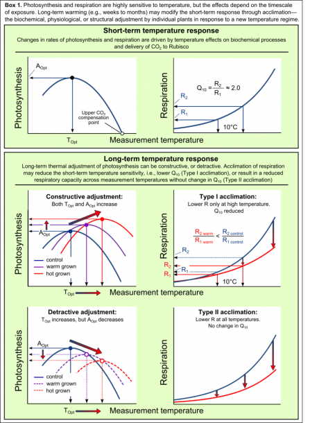 Box 1  Photosynthesis And Respiration Are Highly Sensitive To