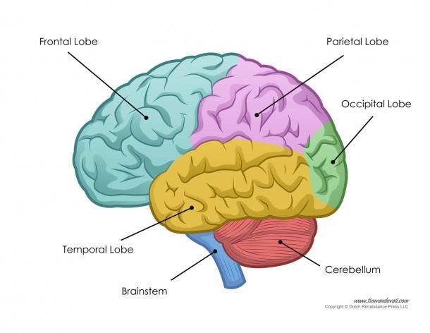 Brain Diagram Labeled