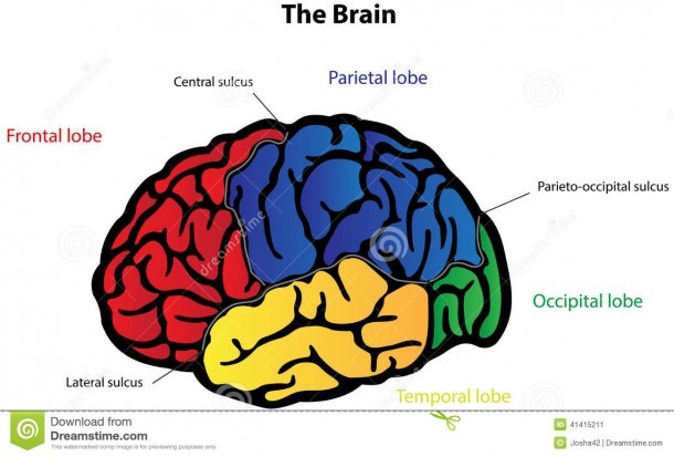 Brain Anatomy Labeled Diagram Stock Vector