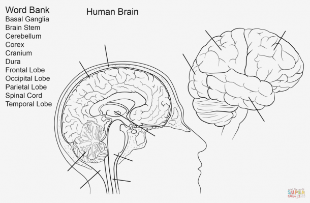 Brain Diagram To Label Anatomicaly Magnificent Labeling Quiz