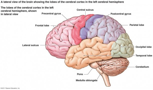 Brain Nervous System Diagram And Nervous System Label The Brain