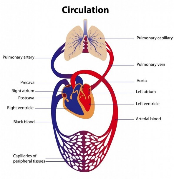 Cardiovascular Respiratory System Unit And Circulatory System