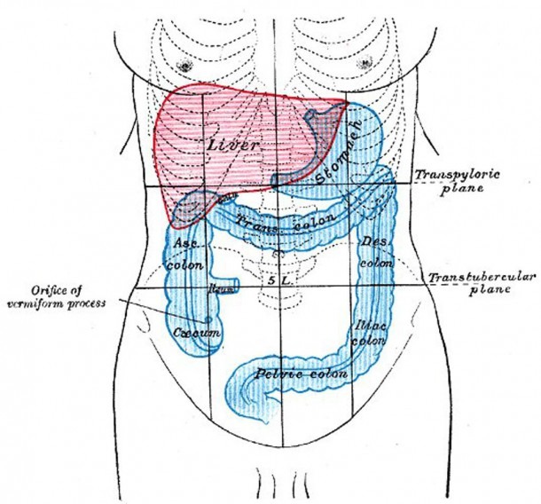 Diagram of abdominal organs