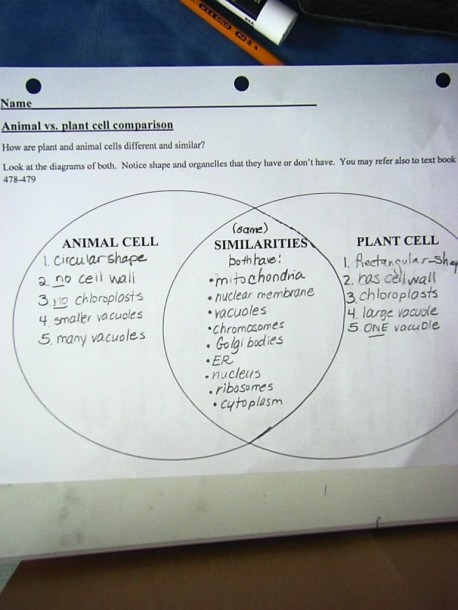Venn Diagram Plant And Animal Cells