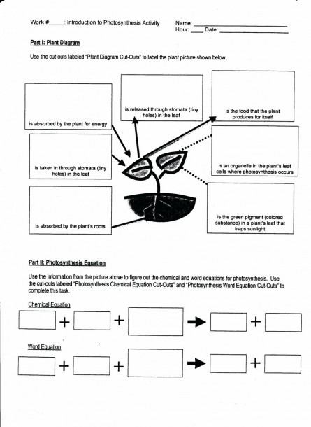 Cellular Respiration And Photosynthesis Venn Diagram