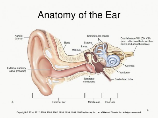 Chapter 13 Ear A Tympanic Membrane Demonstrating Acute Otit For