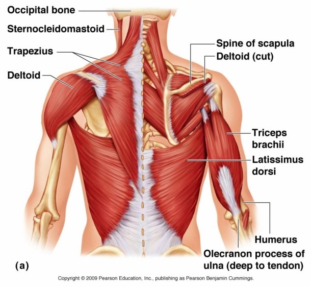 Chest Muscles Diagram And Anatomy Of Chest Muscles Chest Muscles