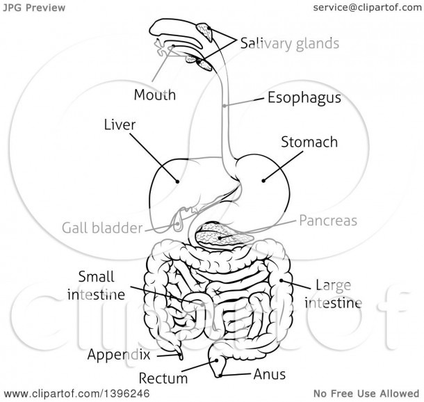 Clipart Of A Black And White Digestive Tract Diagram, Labeled With