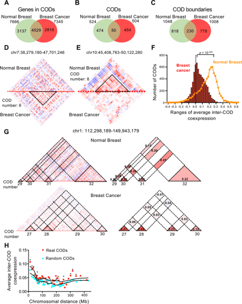 Cods In Breast Cancer Cells  (a