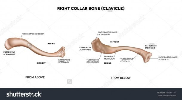 Collar Bone Anatomy Diagram And Anatomy Of The Clavicle Bone