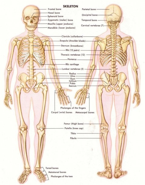 Collar Bone Anatomy Diagram And Bones Diagram Human Body Human