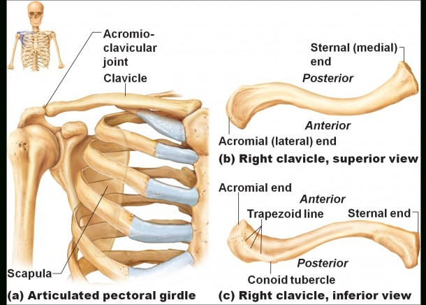 Collar Bone Anatomy Diagram And Pictures  Collar Bone Anatomical