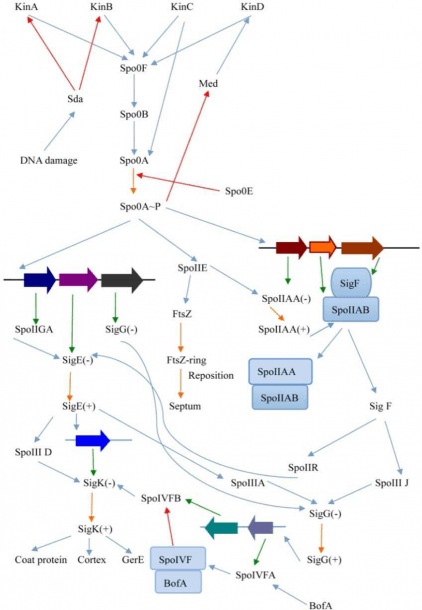 Complete Circuit Diagram Of Key Regulatory Genes In Sporulation