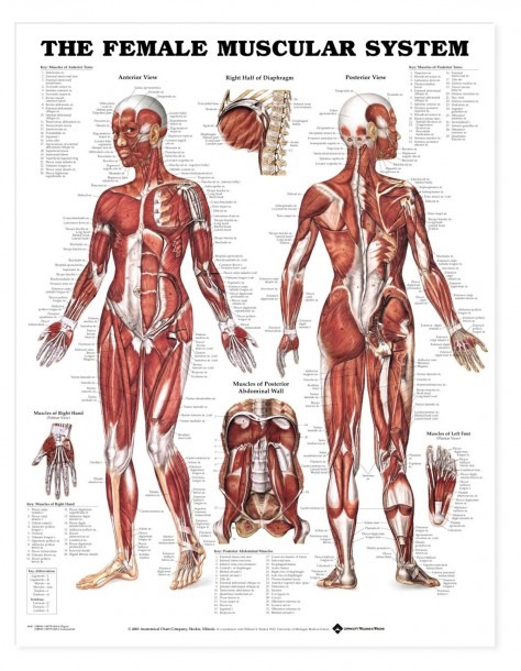 Abdominal Muscles Diagram Women Tag Anatomy Of Female ...