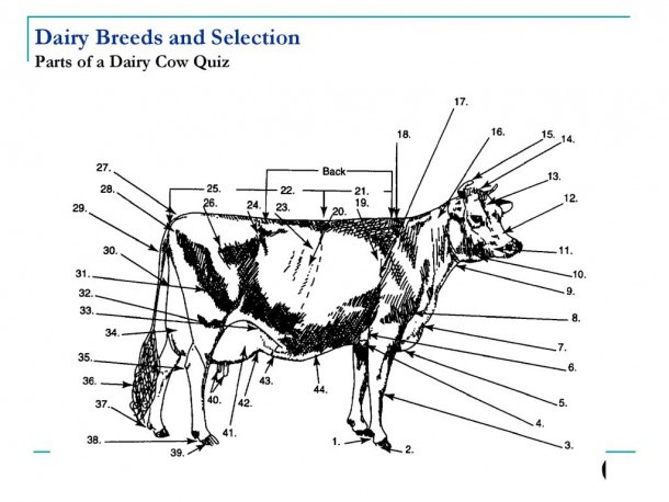 Dairy Breeds And Selection