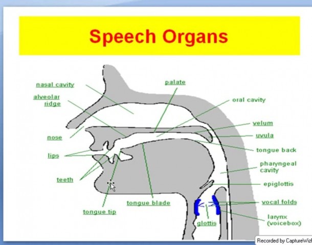 definition of speech organs