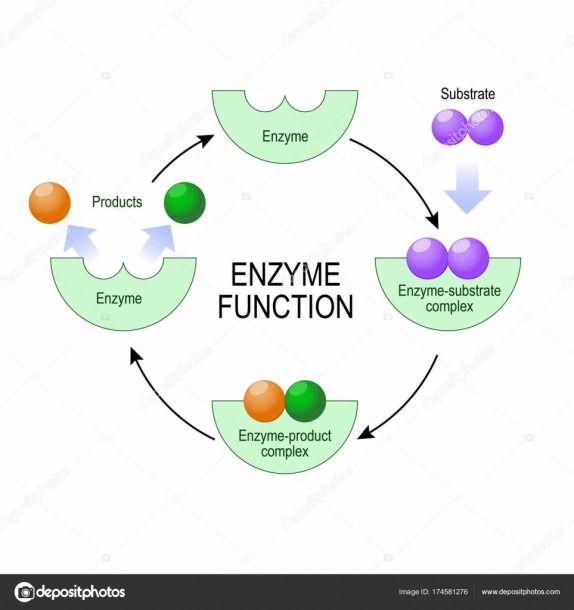 Enzyme Function  Vector Diagram For Medical, Educational And