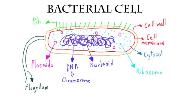 Bacteria Labeled Diagram Stock Vector Art & Illustration,  Of