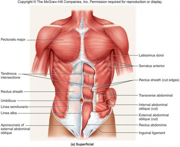 Diagram Of Chest Muscles And Anatomy Of Stomach Muscles Human