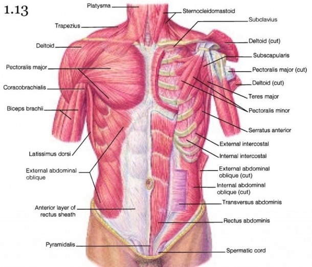 Diagram Of Chest Muscles And Photos  Chest Muscles Anatomy Diagram