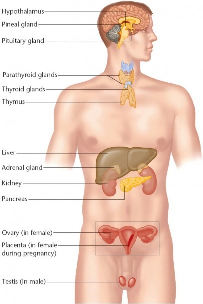 Diagram Of Endocrine System Of Human Endocrine System Diagram