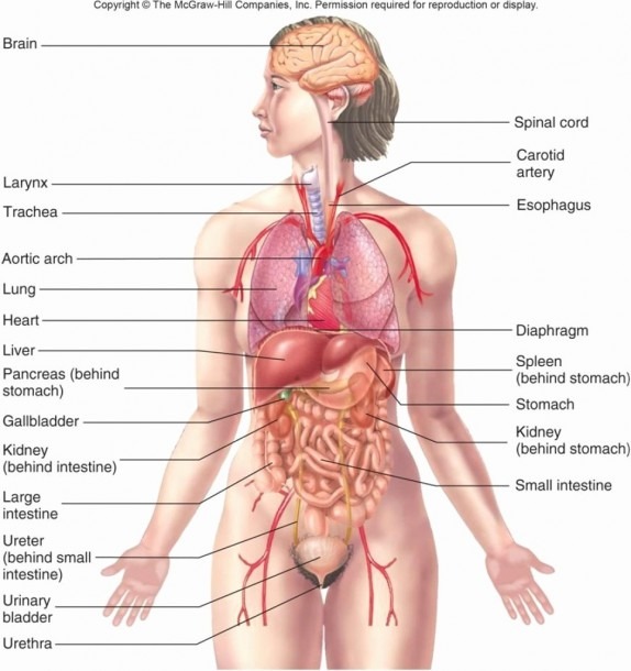 Diagram Of Female Urinary System Renal System Diagram Unique
