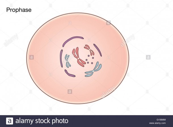 Prophase Cut Out Stock Images & Pictures