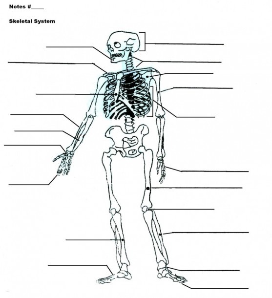 Diagram Of Skeletal System To Label And Collection Blank Skull