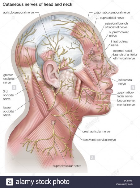 Diagram Of The Cutaneous Nerves Of The Head And Neck Stock Photo