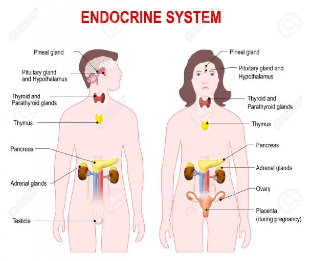 Diagram Of The Endocrine System Human Endocrine Glands Diagram